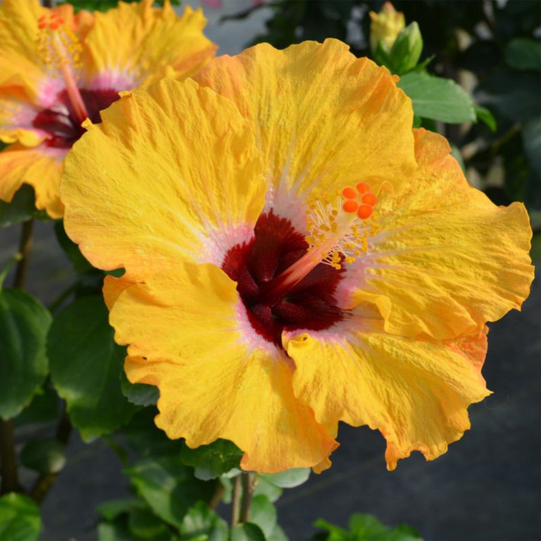 Proven Winners® Golden GlobeTM Hollywood® Hibiscus