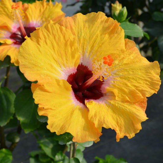 Proven Winners® Golden GlobeTM Hollywood® Hibiscus