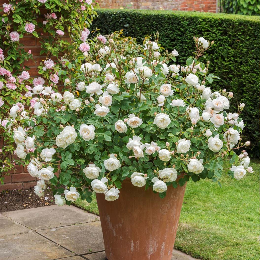 David Austin® DesdemonaTM Rose Shrub