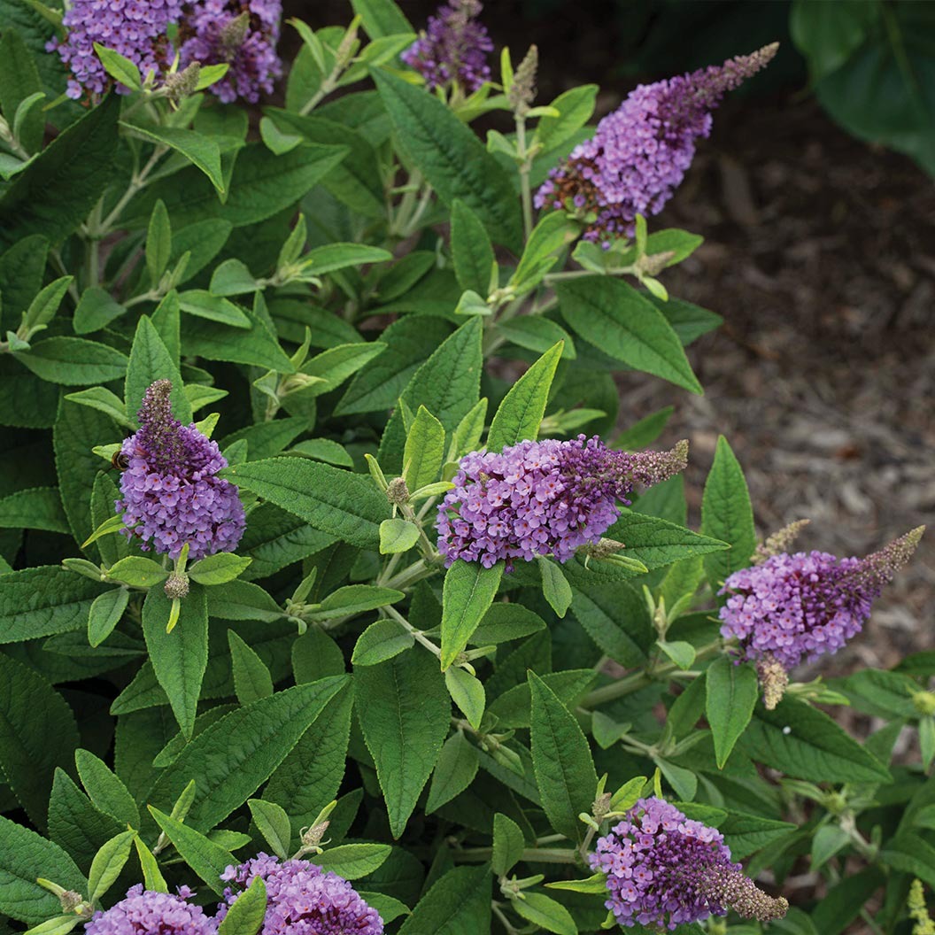 Dapper® Lavender Butterfly Bush