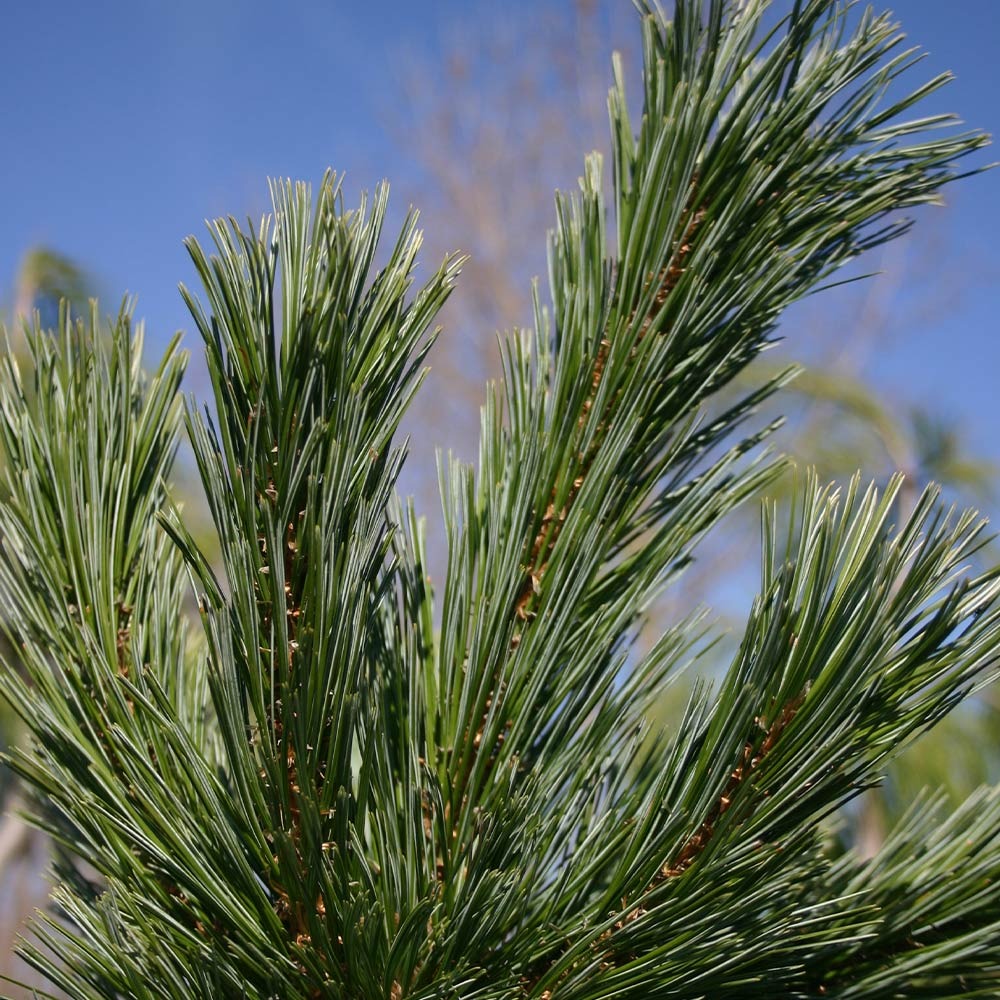 Vanderwolf's Pyramid Limber Pine