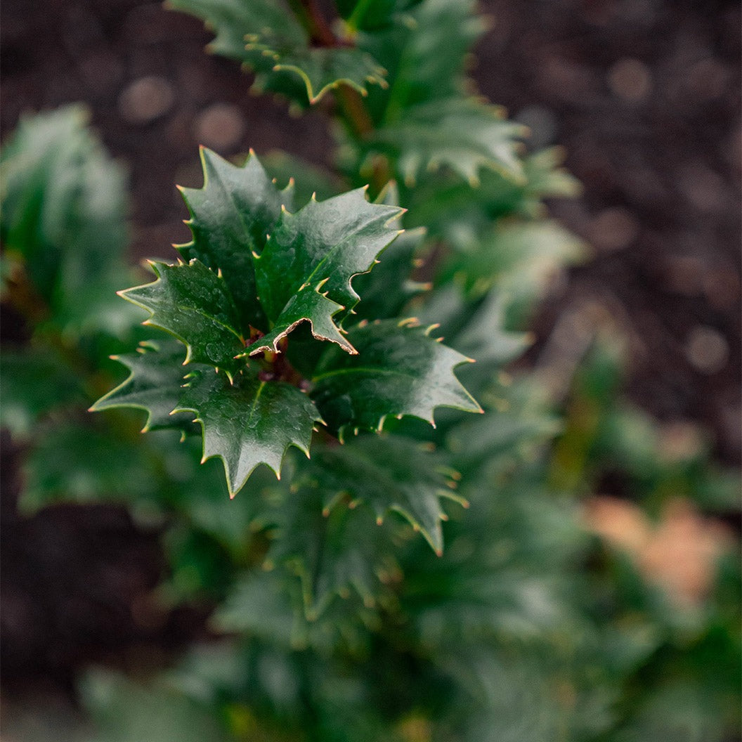 Great NeighborTM Holly Shrub