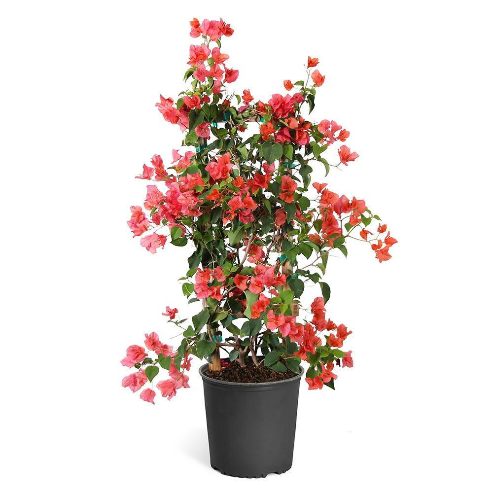 Sundown Orange Bougainvillea Vine