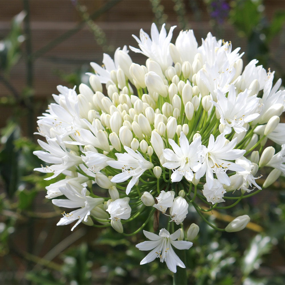 White Agapanthus