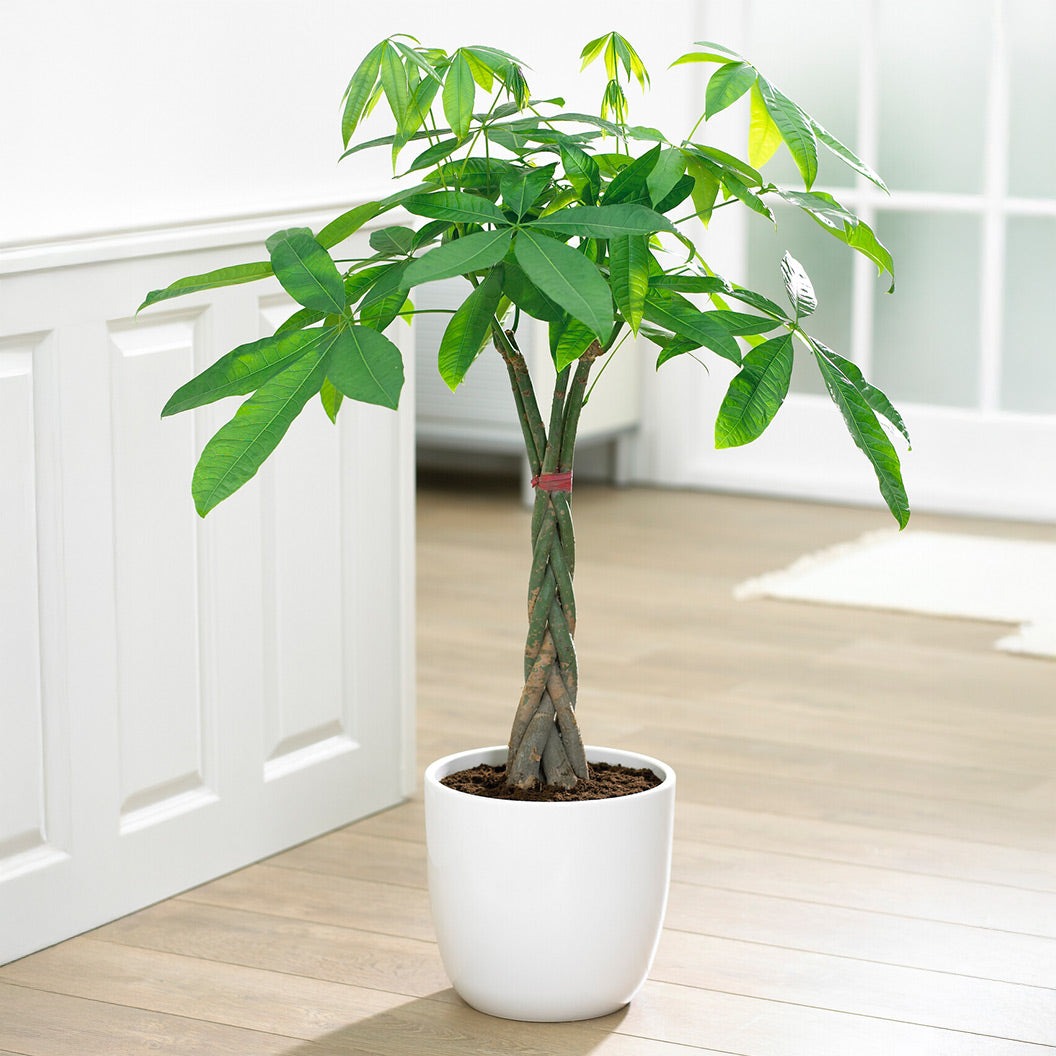 Money Tree