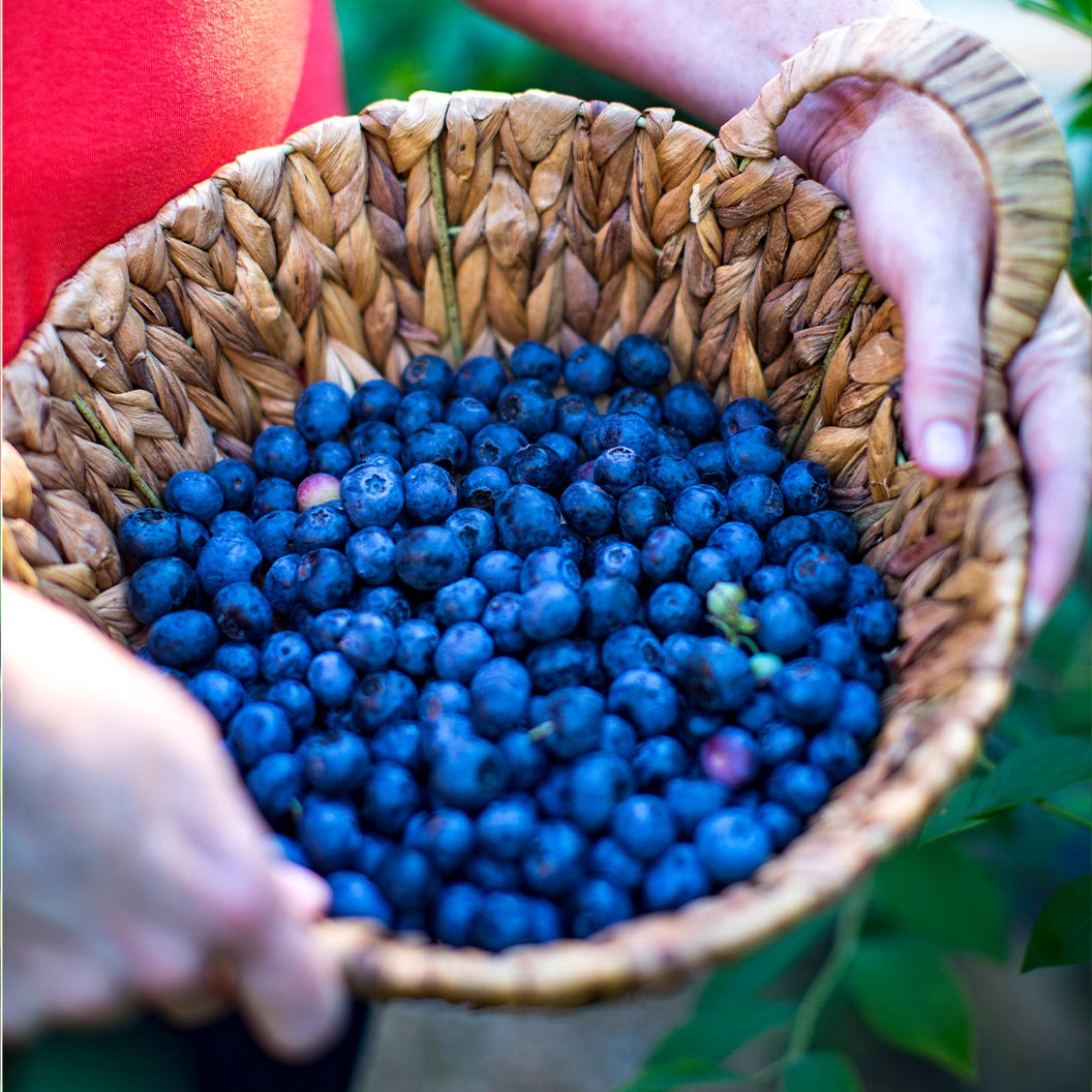Southern Living® DownHome Harvest® I DeclareTM Blueberry Shrub