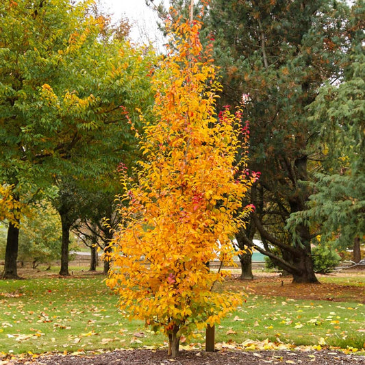 Persian SpireTM Parrotia
