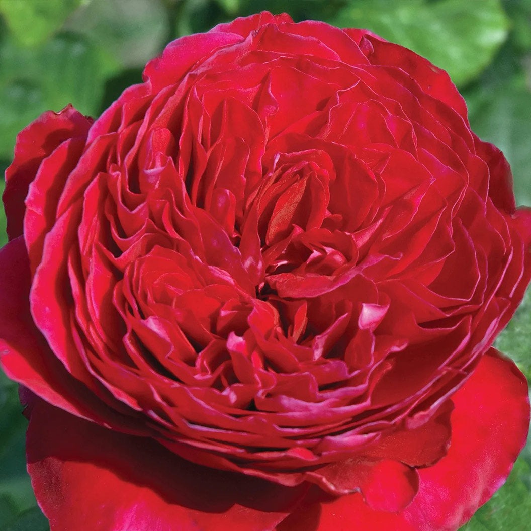 Rouge RoyaleTM Rose