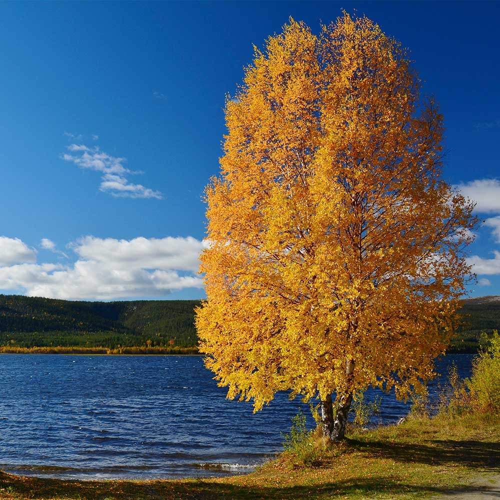 Heritage® River Birch