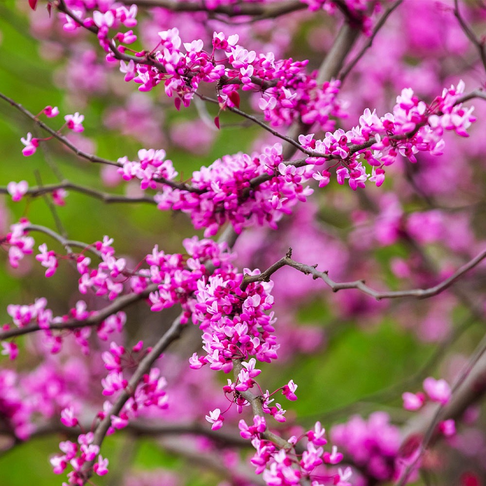 Cascading Hearts Redbud Tree