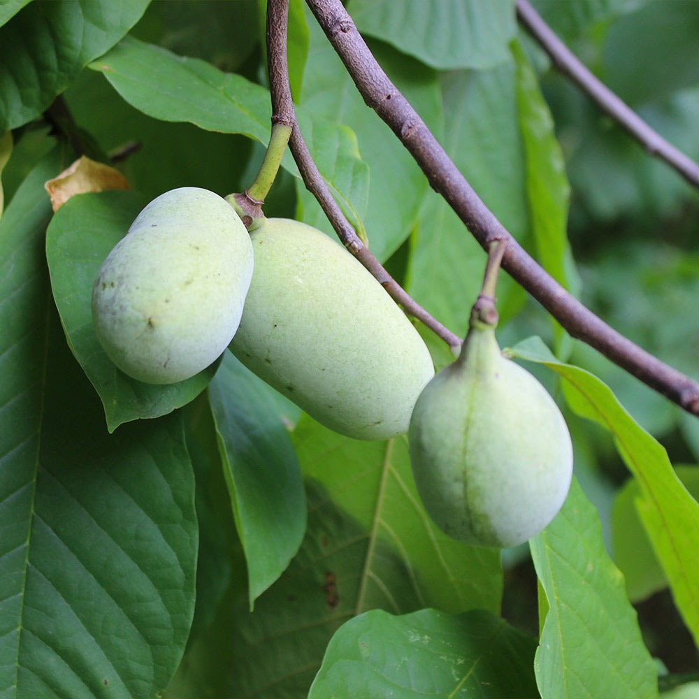 American Paw Paw Tree