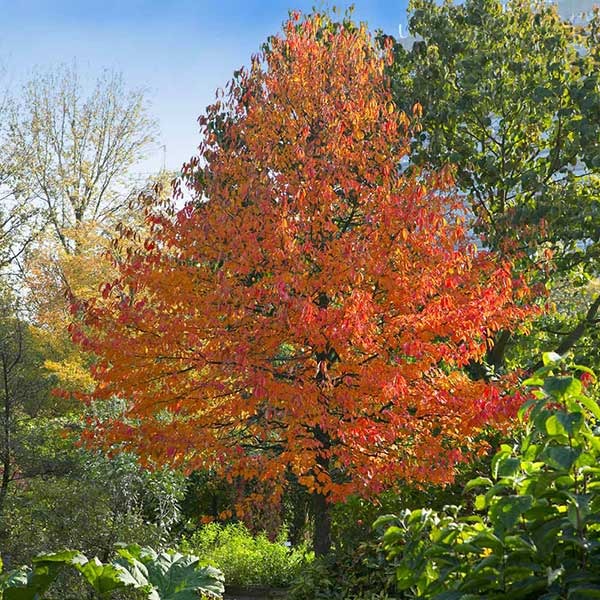 Green GableTM Tupelo (Black Gum Tree)