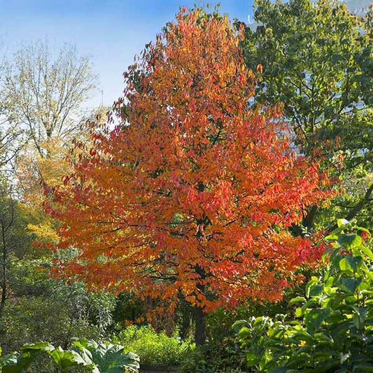 Green GableTM Tupelo (Black Gum Tree)