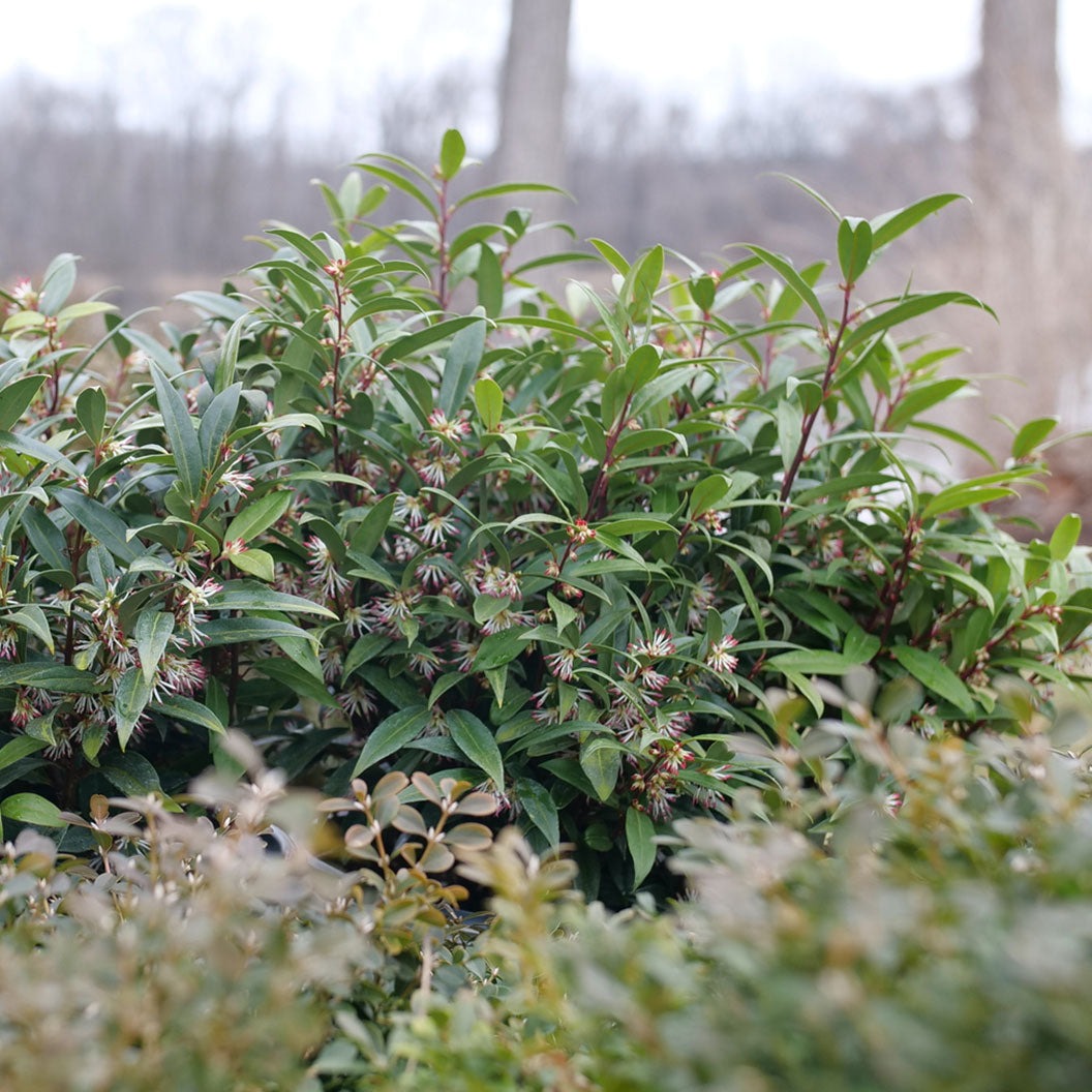Proven Winners® Sweet & LoTM Sweet Box Shrub