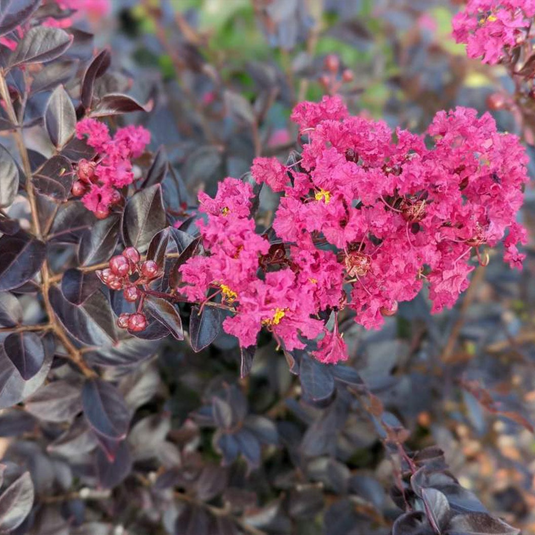 Black Diamond® Pave PinkTM Crape Myrtle Bush
