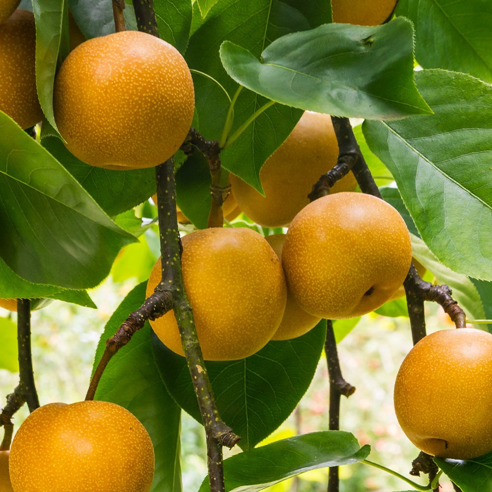 Pear Trees