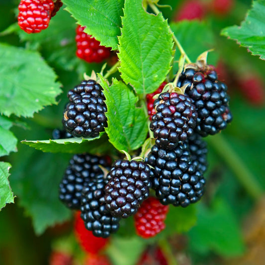 Natchez Blackberry