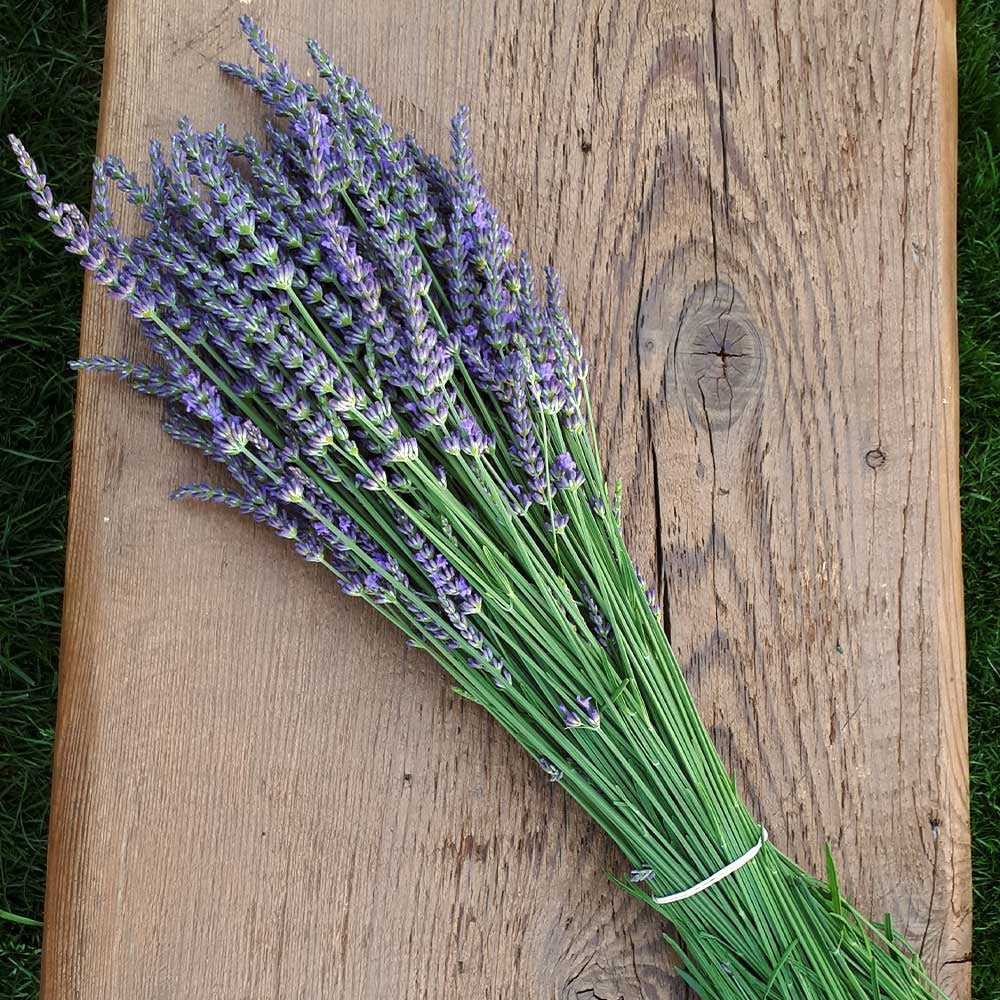 Southern Living® PhenomenalTM Lavender Plant