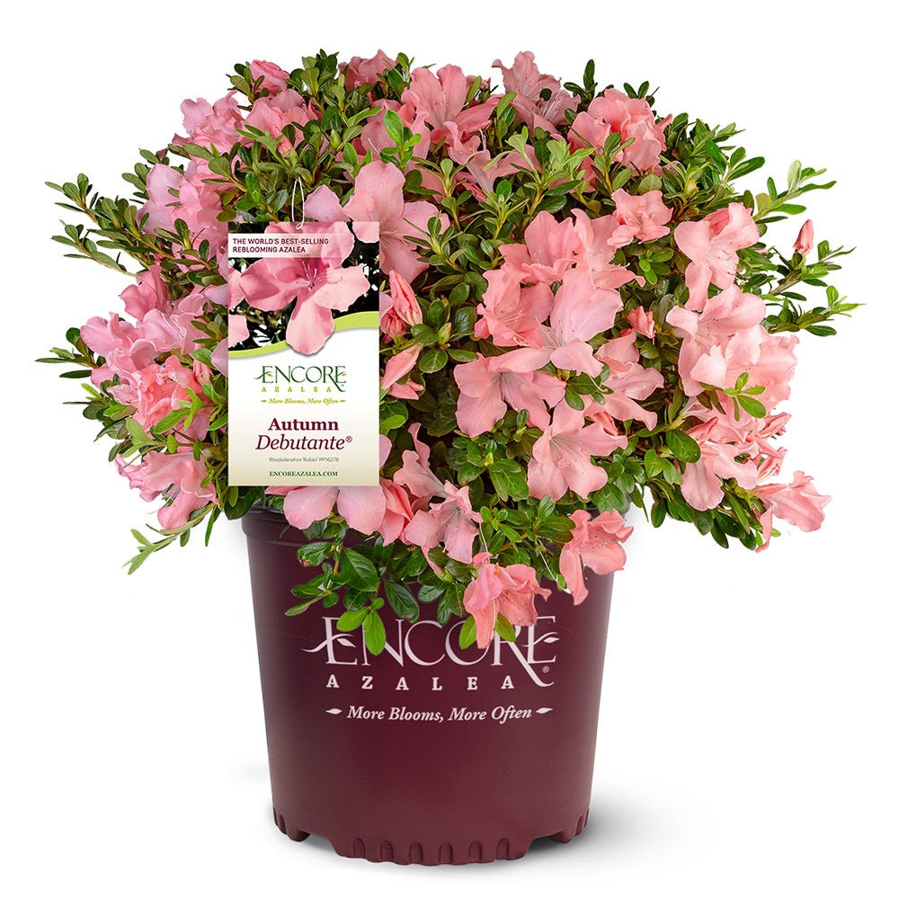 Autumn Debutante® Encore® Azalea