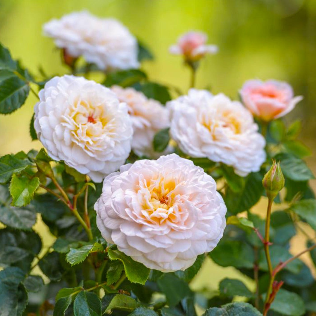 David Austin® Emily BrontëTM Rose Shrub