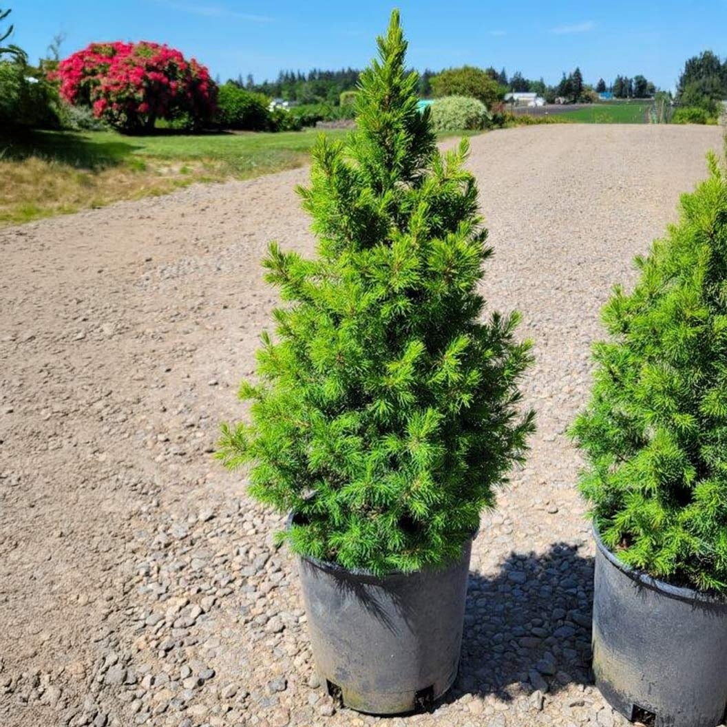Spruce It UpTM Dwarf Alberta Spruce Tree