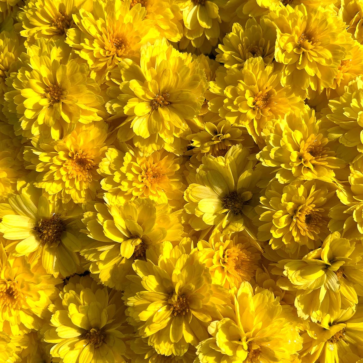 Yellow Belgian Mums®