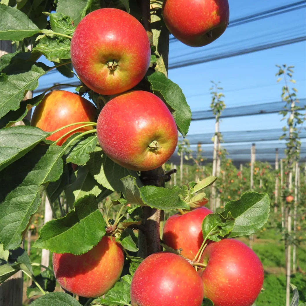 Fruit Snacks® Sweet TreatTM Columnar Apple Tree
