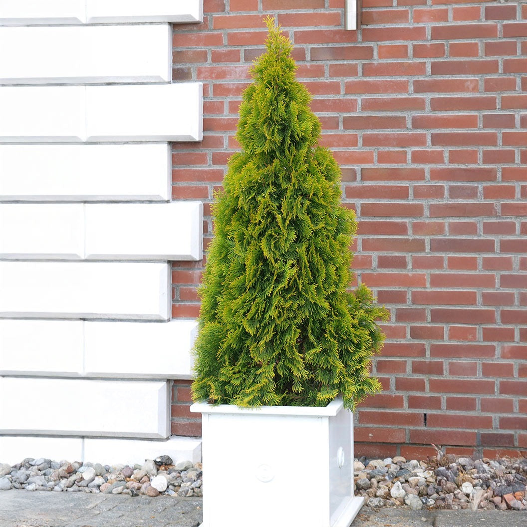 Southern Living® HighlightsTM Arborvitae Thuja