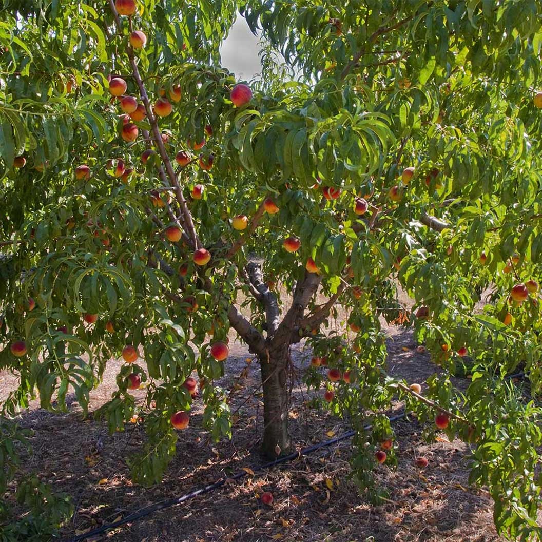 Frost Proof Peach