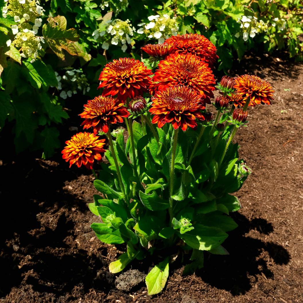 Solar SistersTM Black Eyed Susan Plant
