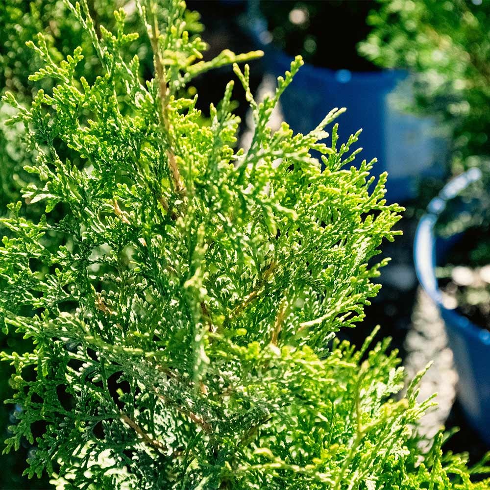Private JetTM Arborvitae