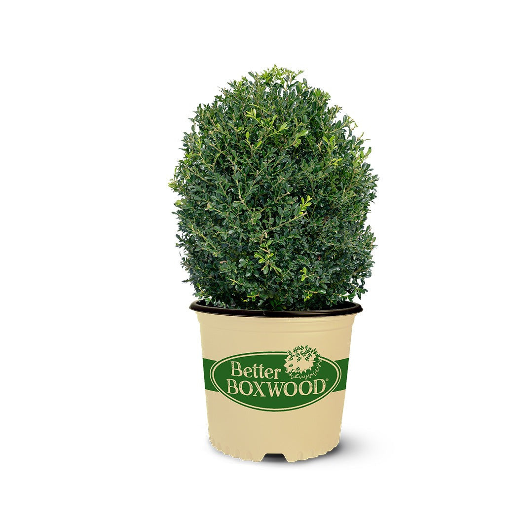 Better Boxwood® SkylightTM Shrub