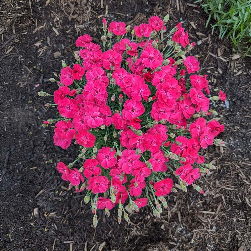 Glamour TimeTM Dianthus Plant