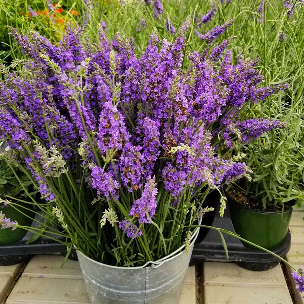 Perennial Plants