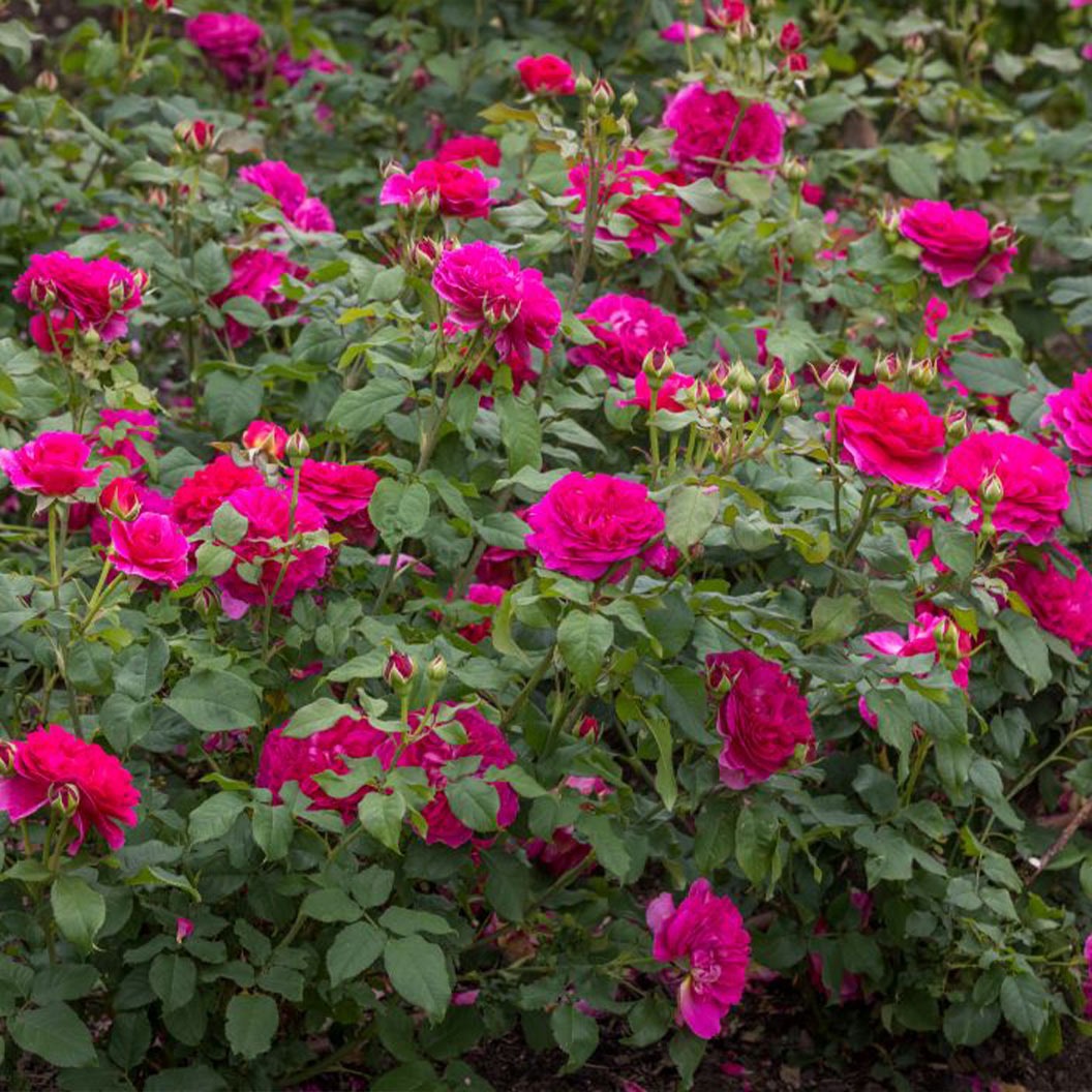 David Austin® Gabriel OakTM Rose Shrub