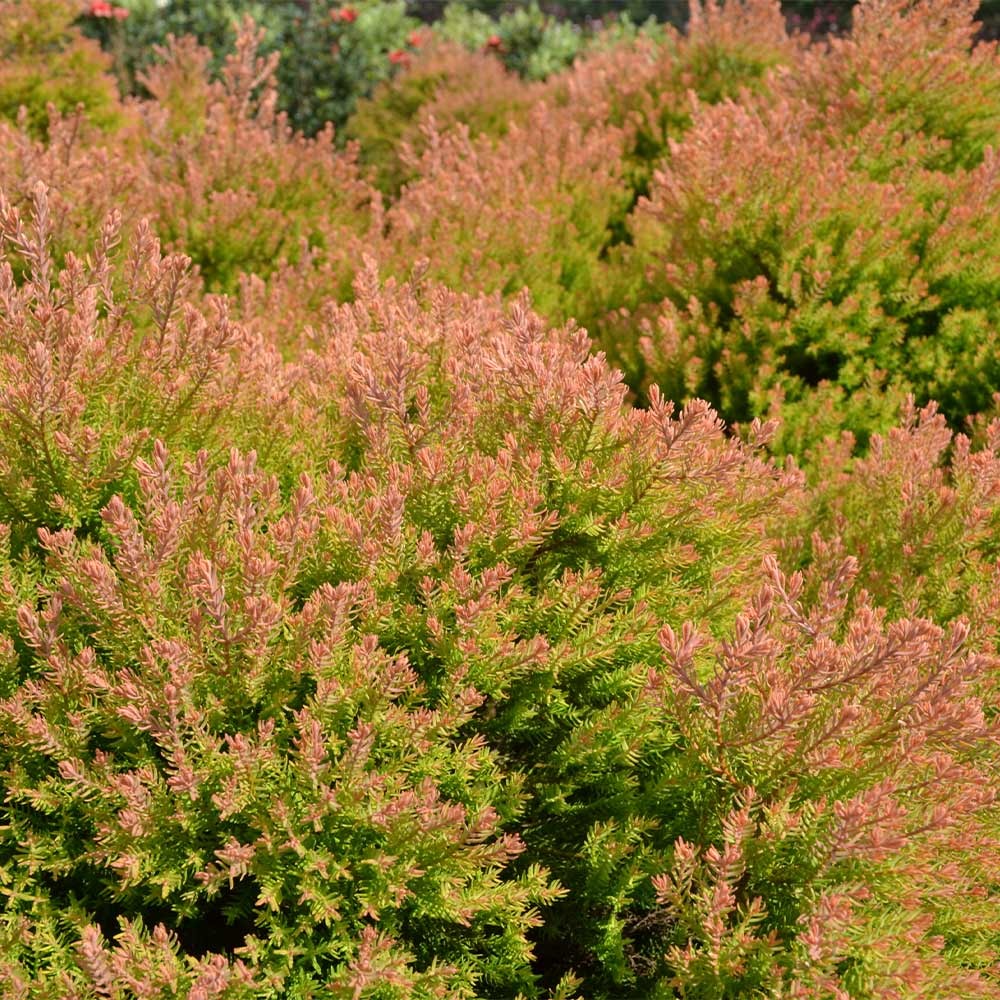 Southern Living® Fire ChiefTM Thuja Shrub