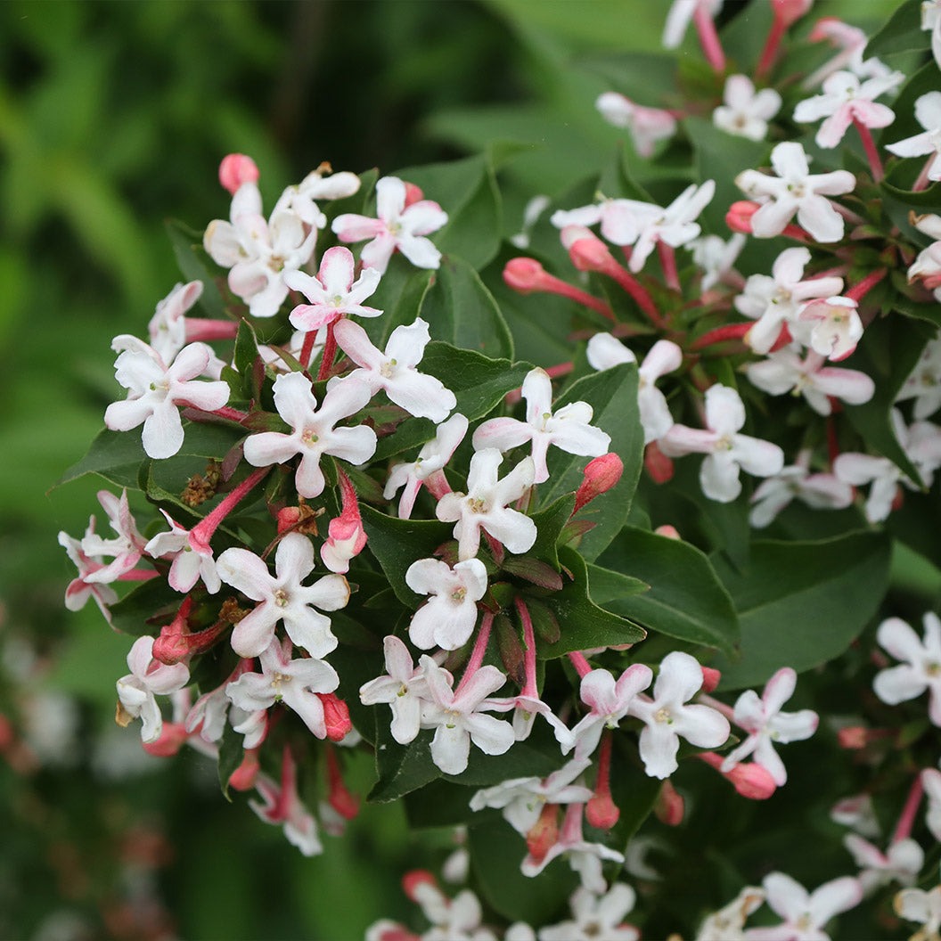 Proven Winners® Sweet Emotion BlazeTM Abelia
