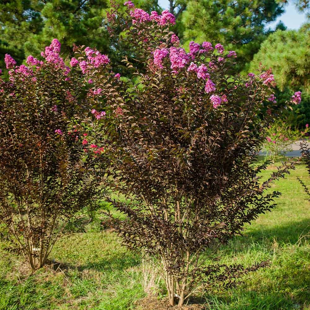 Black Diamond® Purely PurpleTM Crape Myrtle Tree