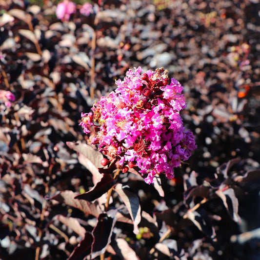 ThunderstruckTM Lavender SkiesTM Crape Myrtle Tree