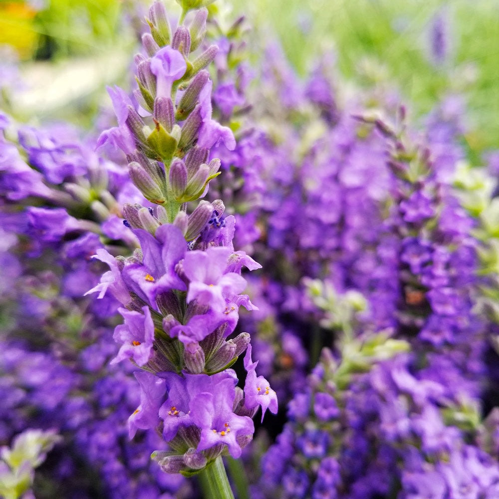 SensationalTM Lavender Plant