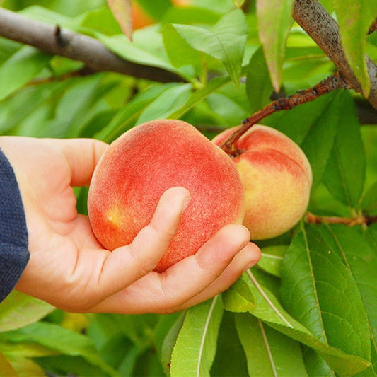 June Gold Peach Tree