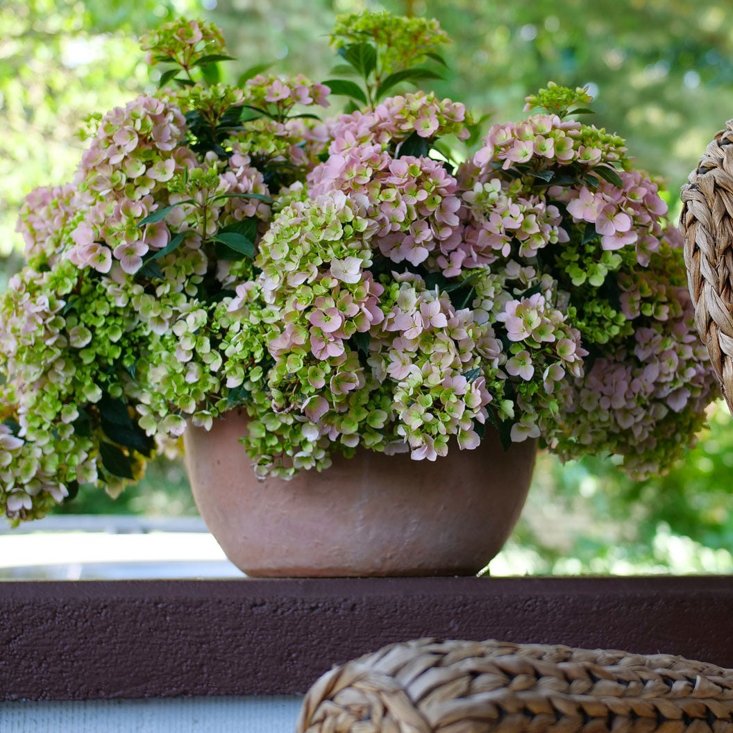 Proven Winners® Fairytrail FrescoTM Cascade Hydrangea