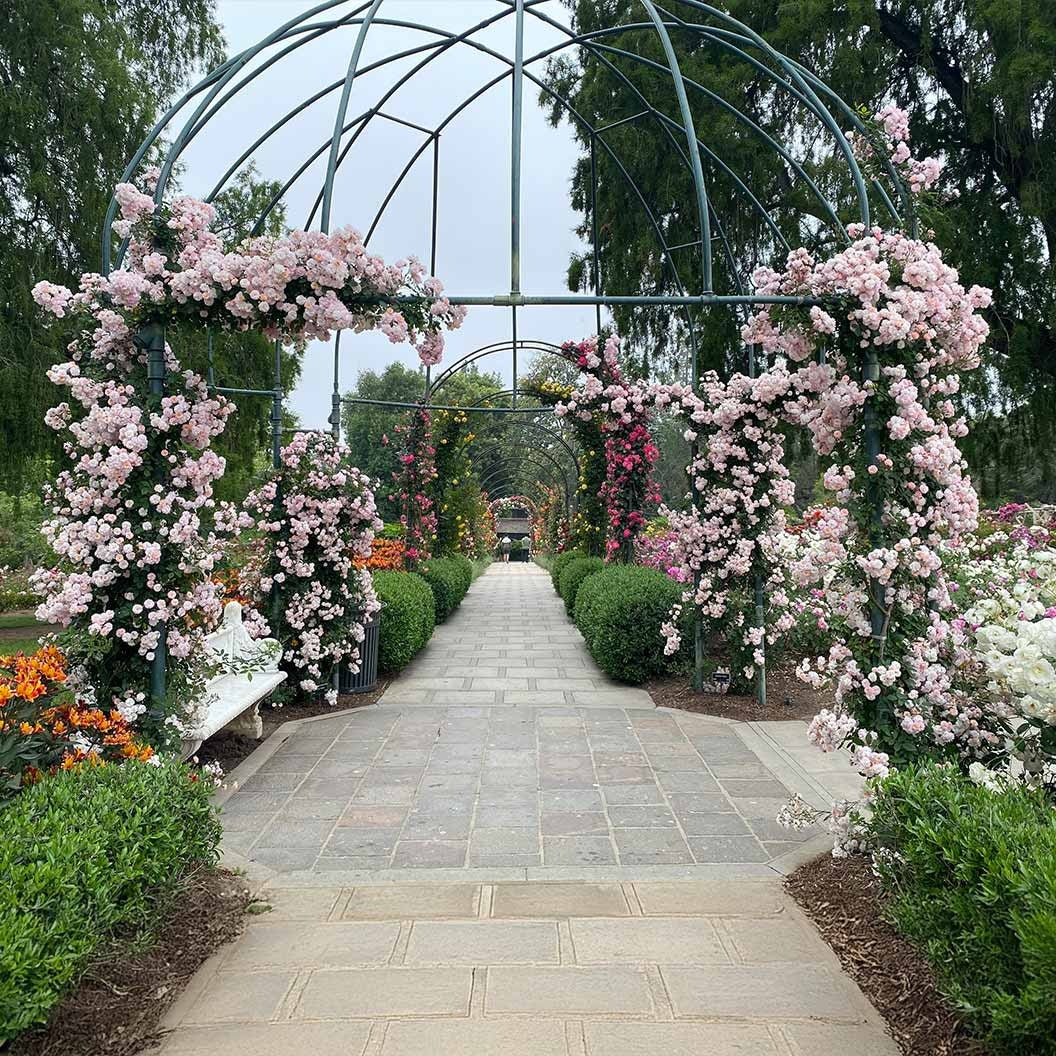 Perfume BreezeTM Climbing Rose