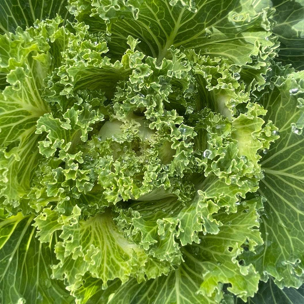 White Kamome Ornamental Kale
