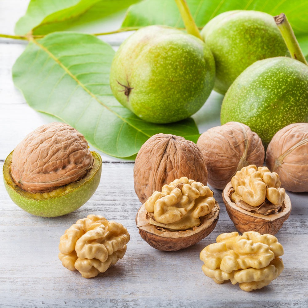Chandler Walnut Tree
