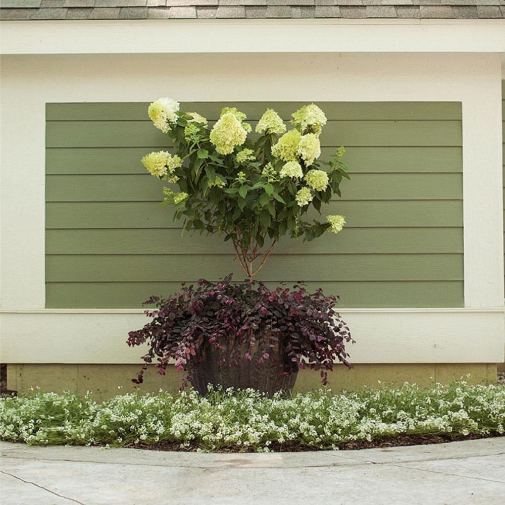 Proven Winners® Little Lime® Hydrangea Tree