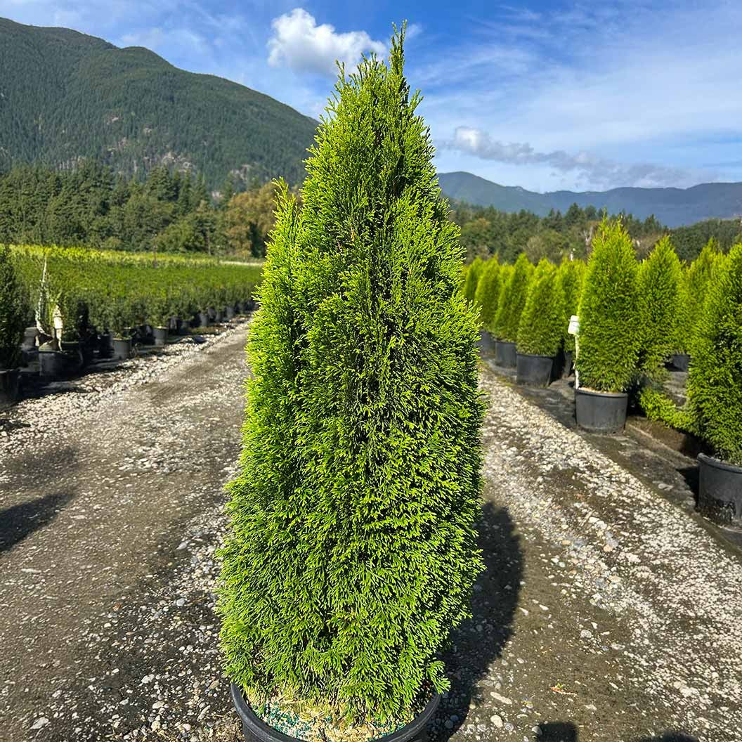 Emerald PetiteTM Arborvitae Tree