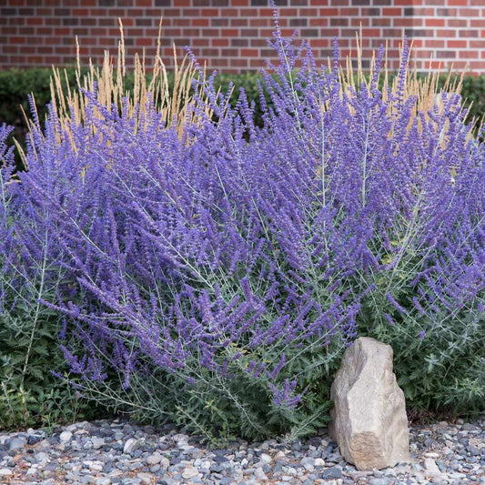 Perennial Plants