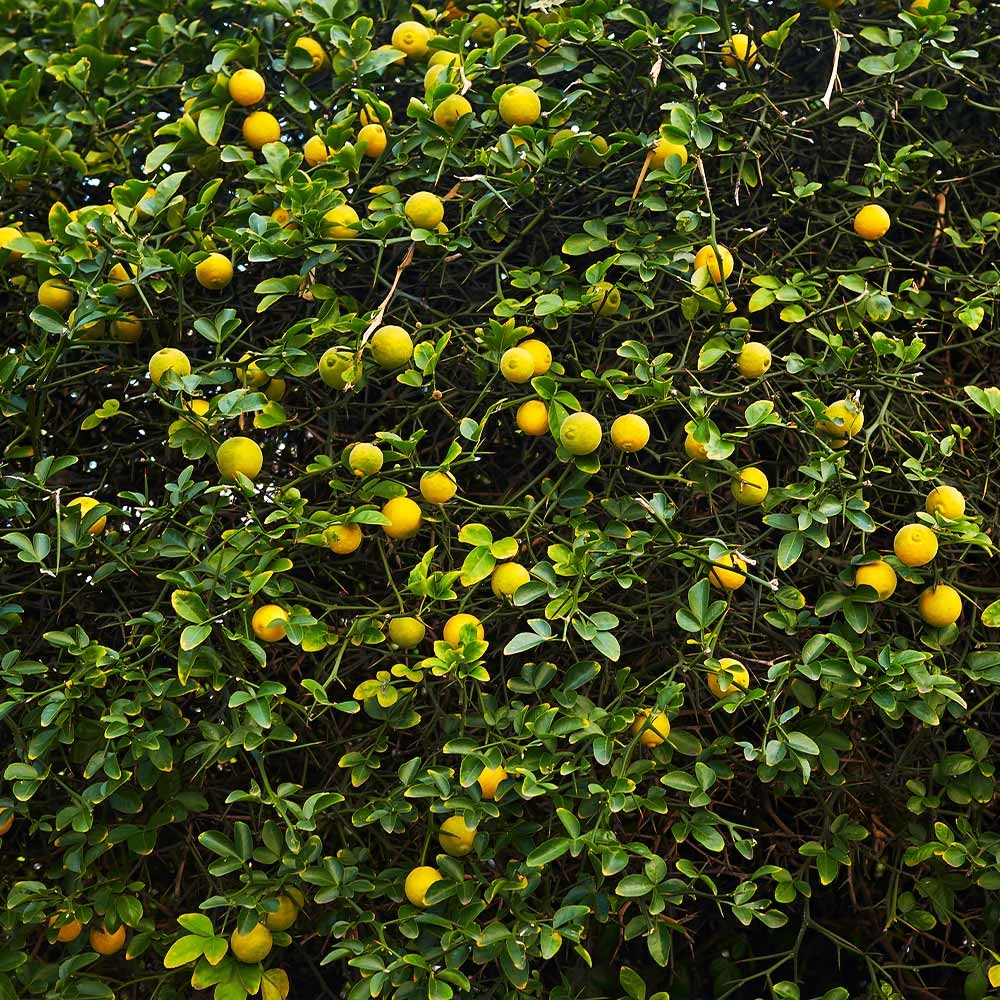 Hardy Orange 'Flying Dragon' Tree