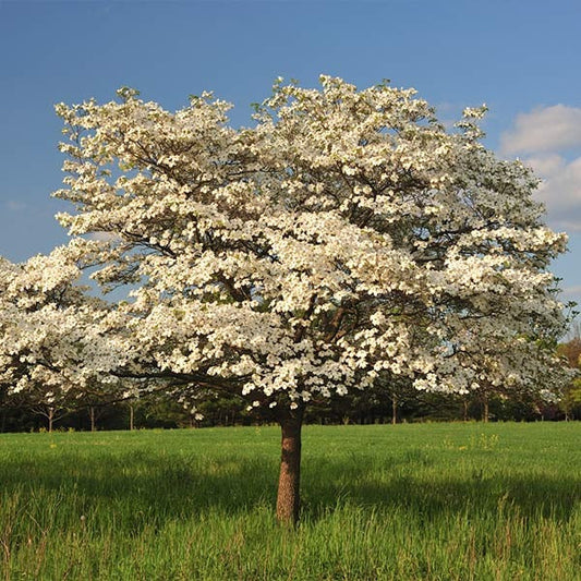 Cloud 9 Dogwood Tree